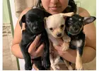 Cute Chihuahua Pupies for Sale: Reserve Yours Now						