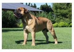 Dog Owners! Beef Knuckle Bones..Best Long-Lasting Bone for Aggressive Chewers